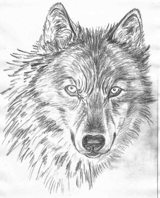 wolf.jpg (122154 oCg)